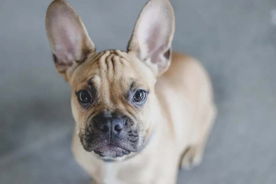 DolceVilla Dog Photography