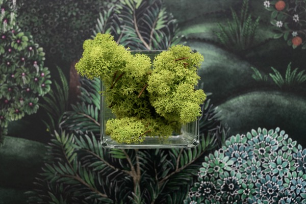 TigerlilyBlooms moss detail
